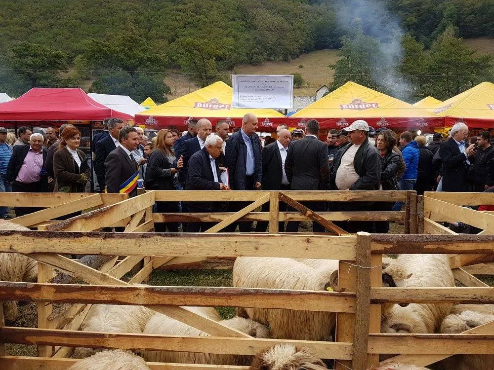 Daea şi cealaltă obsesia, lâna: "Am pus stavilă unei risipe extraordinare. Cunoaştem câtă există"
