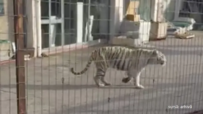 Panică la Paris: un tigru de la circ a evadat pe străzi