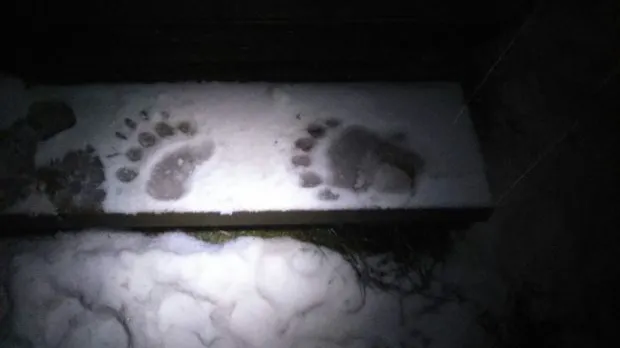 Un urs a întrat în cabana Postăvarul din Poiana Brașov. Turiștii s-au ÎNGROZIT
