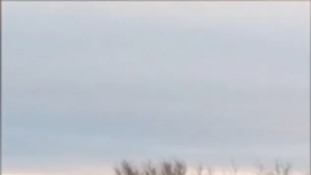 Prietenie periculoasă: incredibil ce-i face un urs polar unui câine (VIDEO)