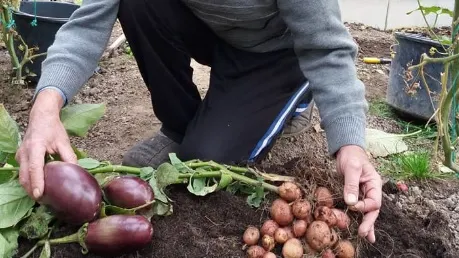 Un agricultor din România a obţinut o plantă care produce, în acelaşi timp, şi cartofi, şi vinete 