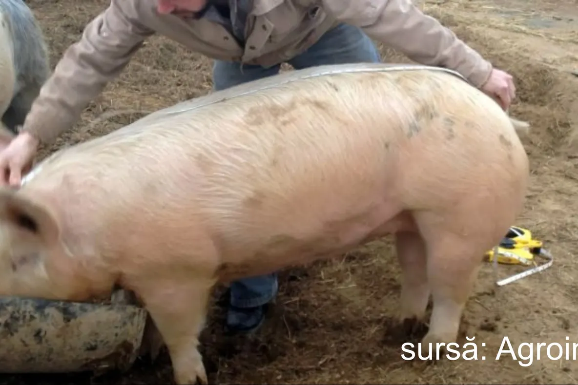 SFAT DE SEZON: Cum poți afla greutatea unui porc fără să-l cântărești 
