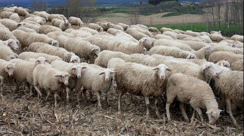 Masacru pe calea ferată în judeţul Mureş: 100 de oi au fost ucise