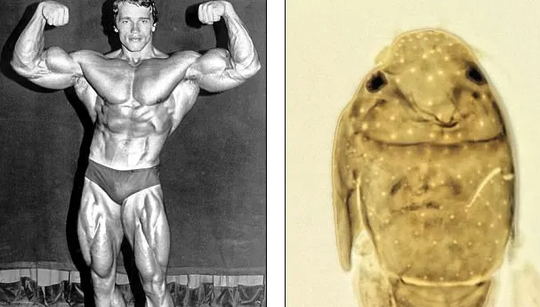 Anunţul care o să-l surprindă pe Arnold Schwarzenegger: cine o să-i poarte numele?