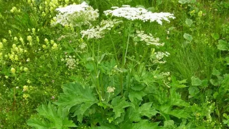 "Ginsengul" românesc: această plantă tratează cele mai grave boli