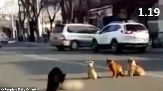 Asta DA INIMĂ DE CÂINE, câți nu și-ar dori? (VIDEO)