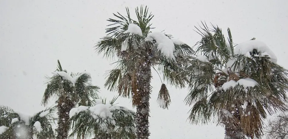 Vreme extremă în SUA: zăpadă în Florida după 3o de ani. ”Ciclonul bombă” lovește azi Coasta de Est