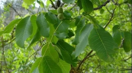 Şi-a înfăşurat gleznele în frunze de nuc. După 20 de minute, miracolul s-a produs. Uimitor