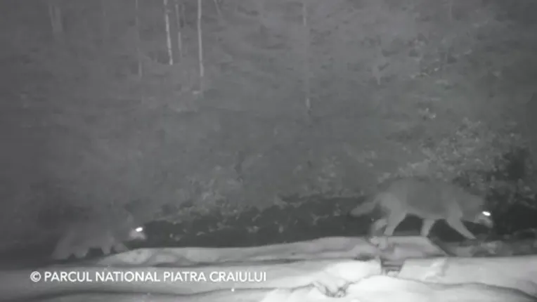 Haită de lupi filmată într-o pădure în Parcul Naţional Piatra Craiului