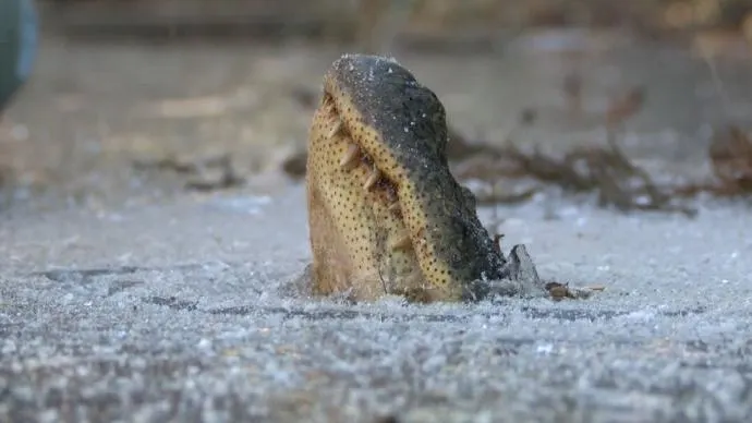 Scene ȘOCANTE în statul Louisiana! American mâncat de viu de un aligator chiar în fața casei, pe strada inundată de uraganul Ida