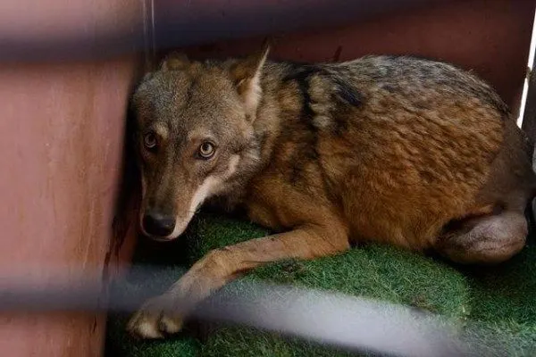A găsit, într-un şanţ, un câine rănit şi l-a dus la veterinar. Medicul, şocat: "Aoleu, nu e câine!"