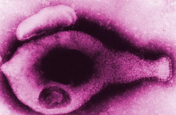 O nouă boală cu transmitere sexuală face sute de mii de victime