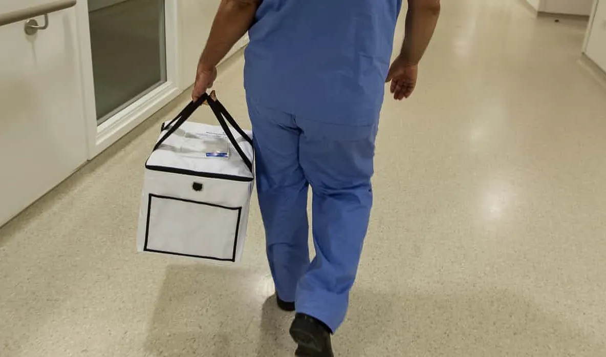 Descoperirea care schimbă lumea: organe umane crescute în oi 