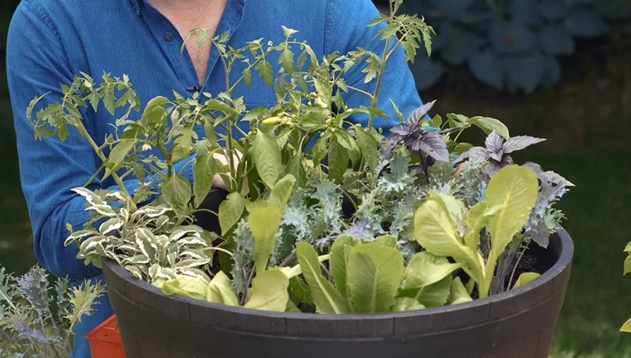 Ingredientul secret care se pune la rădăcina florilor ca să nu se ofilească