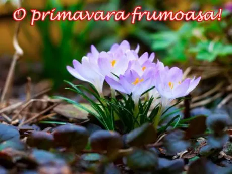 MESAJE DE 1 MARTIE. Urări şi felicitări frumoase, sms-uri de mărţişor şi cu ocazia venirii primăveri