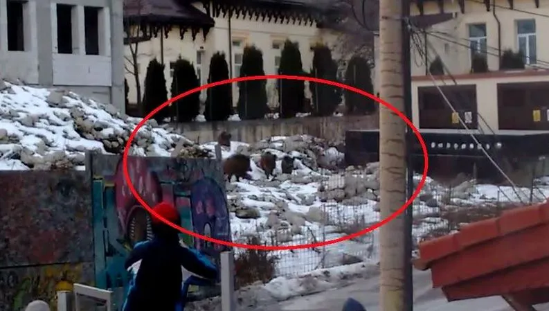 VIDEO INCREDIBIL. Ce a surprins o femeie în curtea unui spital din Sinaia 
