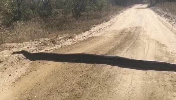 Au crezut că este un limitator de viteză. Când s-au apropiat, monstrul a deschis gura