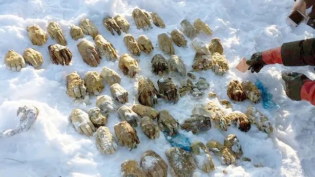 Rusia se cutremură! Crime odioase în Siberia. Au găsit un sac cu 54 de mâini