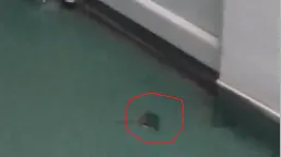 Imagini şocante la un spital din Craiova, un şoarece se plimbă pe lângă paturile copiilor (VIDEO)