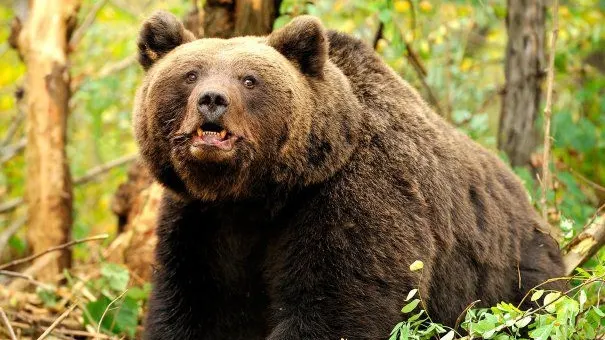 Cioban atacat de urs la o stână din Argeş. E uimitor cum a reuşit bărbatul să scape 