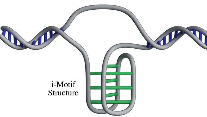 O nouă structură ADN, descoperită de cercetători