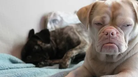 Atenţie, câine rău! DOVADA că animalele ştiu totul despre tine. Şi nu întotdeauna le place ce văd