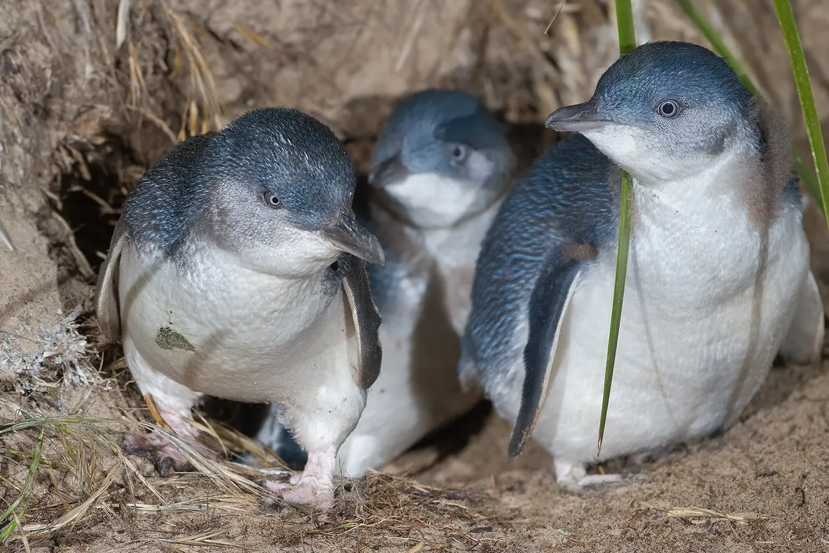 Mii de pinguini au fost găsiţi morţi pe coasta Noii Zeelande