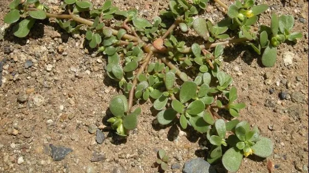 Mulţi o consideră o buruiană, însă această plantă are efecte miraculoase. Iată cum trebuie folosită!