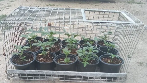 Prinşi de poliţie în flagrant în timp ce plantau... cannabis. Ce s-a întâmplat după