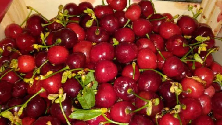 Cum îţi dai seama că cireşele au viermi în ele. Nu te lăsa păcălit de vânzători