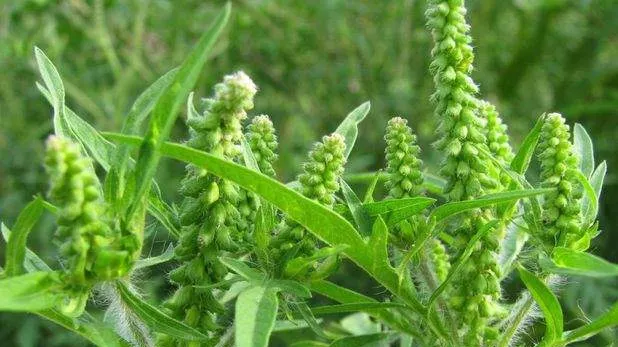 Cum arată ambrozia, planta care îți poate aduce o amendă imensă