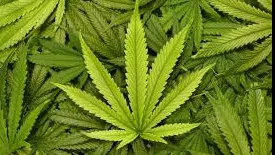 Primul medicament pe bază de canabis a fost autorizat. Ce va trata acesta 