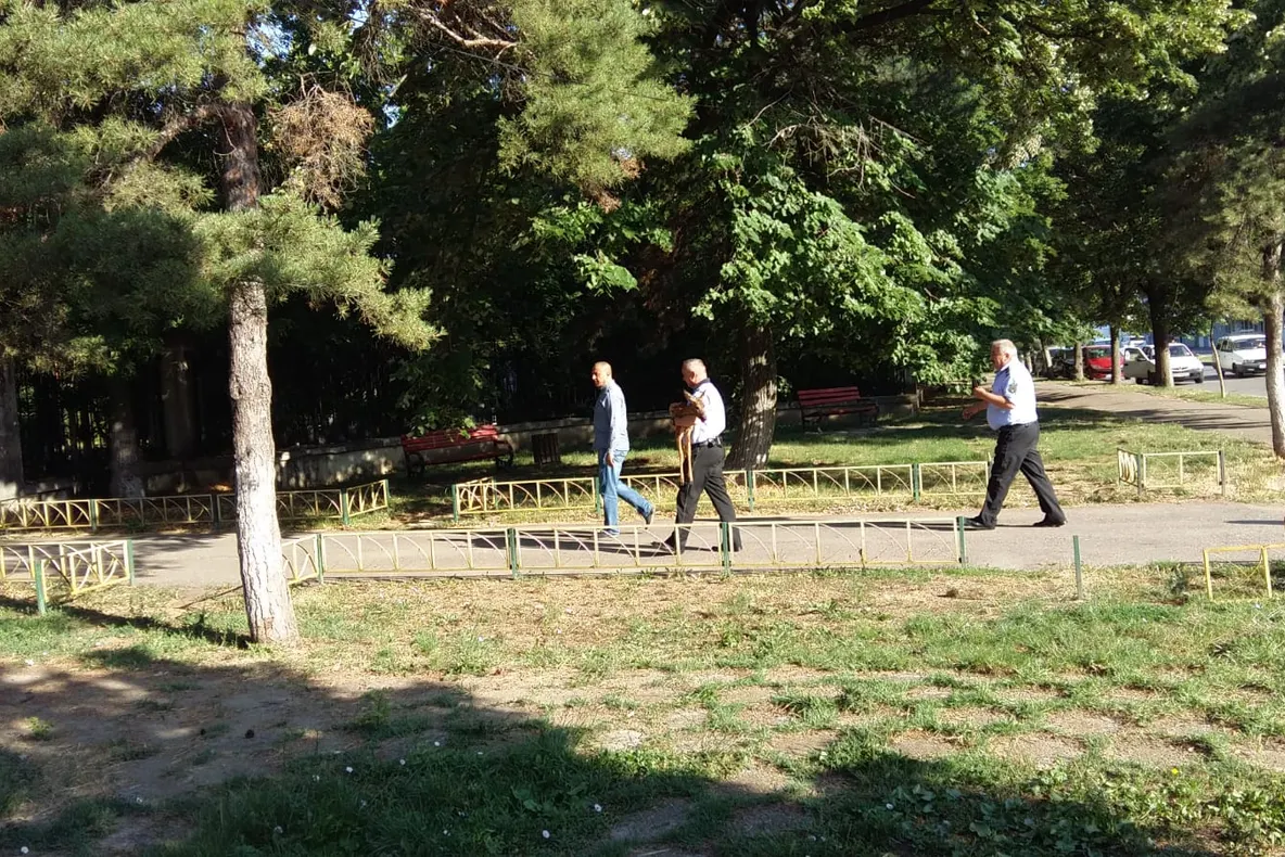 Apariție surprinzătoare pe o stradă din Buzău, căprioară salvată de politiști