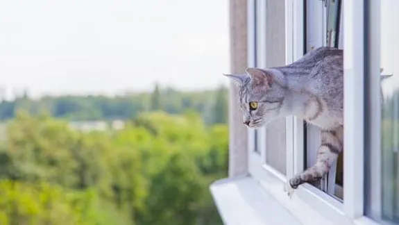 Ai animal de companie? Ţine fereastra închisă! Ce se poate întâmpla este extrem de grav 