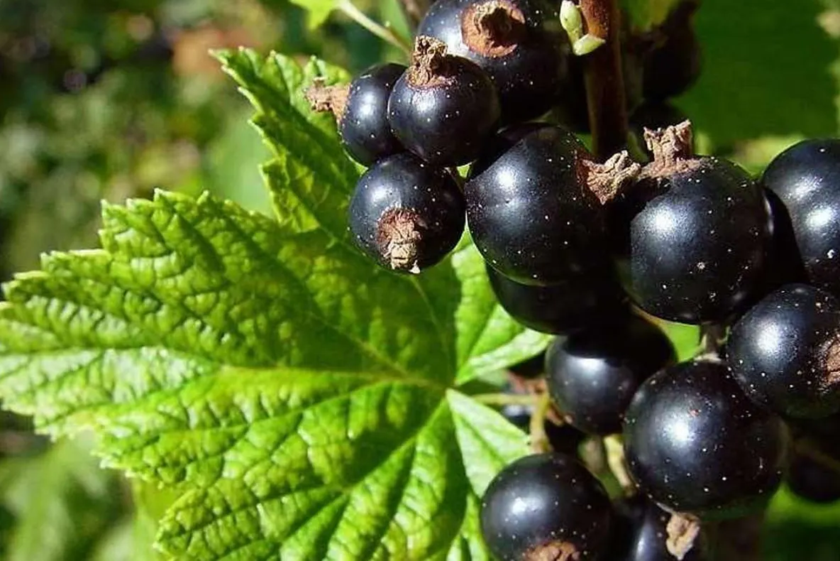 Coacăzul-negru, antialergic natural