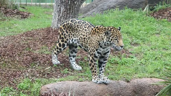 Alarmă falsă la zoo din Germania. Animalele evadate erau, de fapt, în cuşca lor, speriate de furtună
