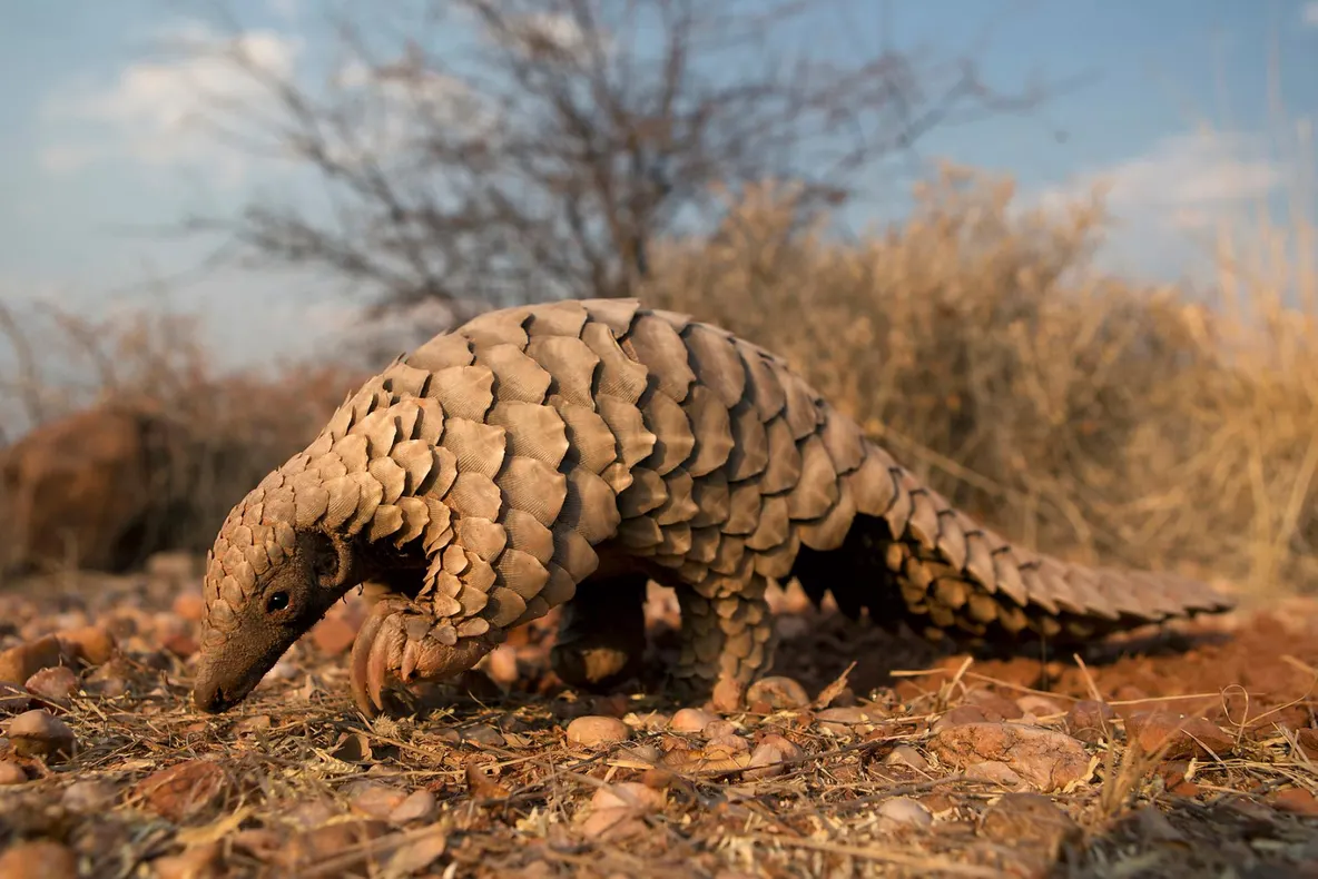 Ce este pangolinul și de ce arată așa? 