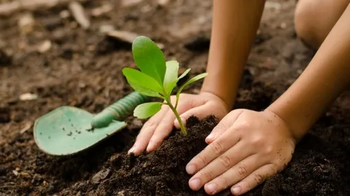 Au îngopat câte un peşte la rădăcina fiecărei plante. Motivul, uluitor! 