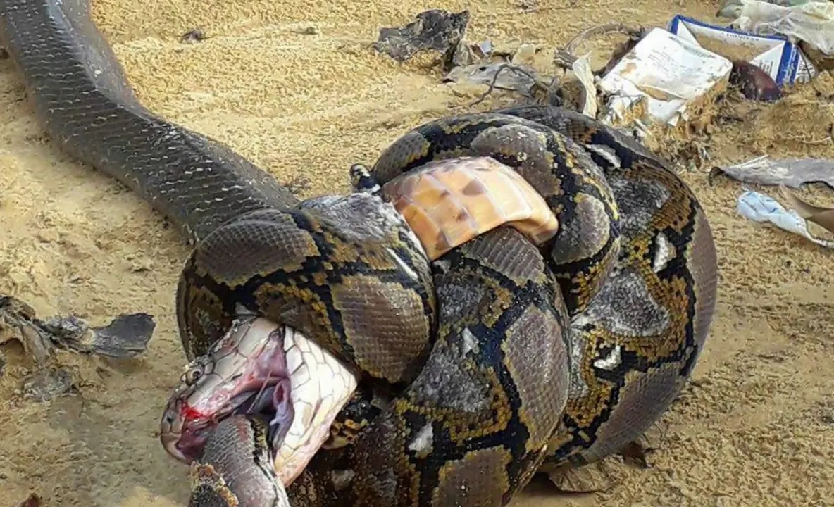 O femeie a fost înghițită întreagă de un piton. Oamenii se tem să mai iasă din case