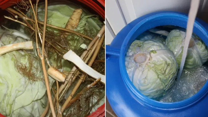 Cancerul şi varza murată - Legătura neştiută până acum. Mai consumi?