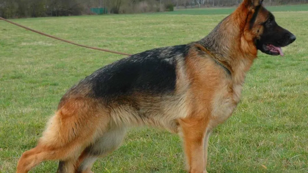 Elveţia încalţă câinii poliţişti