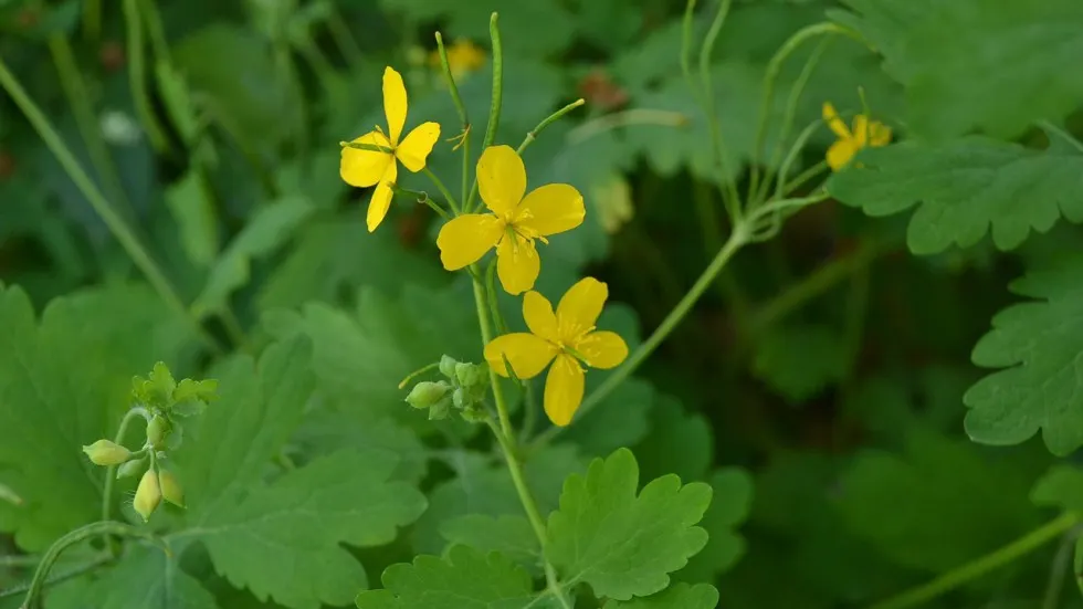Planta miraculoasă, care tratează peste 150 de boli, chiar şi cancerul
