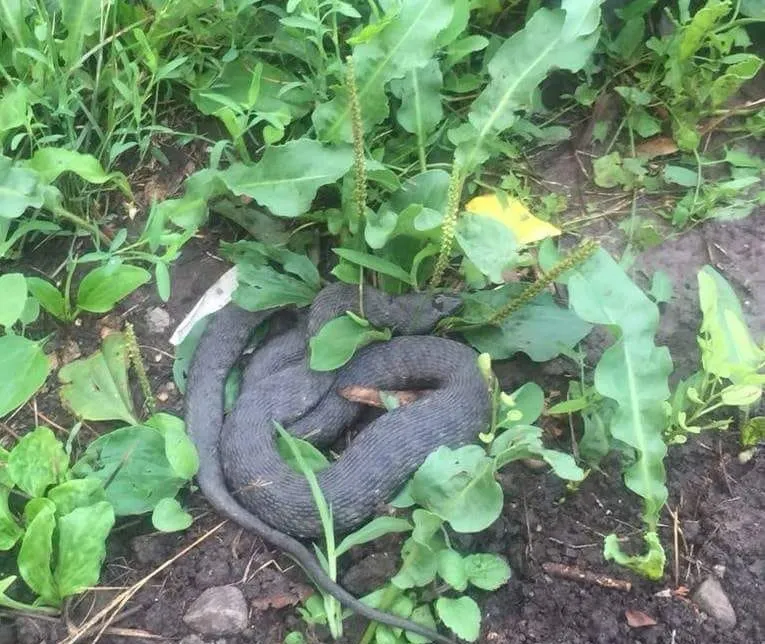 Apariţie terifiantă în faţa ministerului lui Tudorel Toader (FOTO + VIDEO)