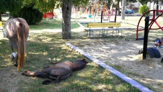 Cai lăsaţi în libertate în mijlocul oraşului! Cum s-a putut întâmpla aşa ceva