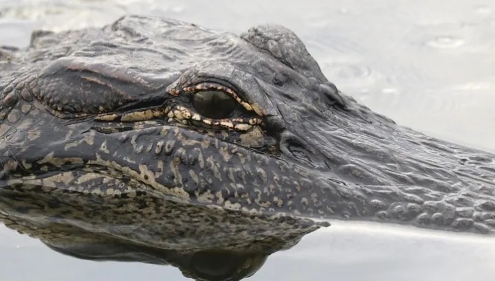 Aterizare de urgență! 5 oameni au rămas blocaţi 36 de ore înconjurați de crocodili, într-o mlaștină din Amazon. Cum au reușit să SUPRAVIEȚUIASCĂ