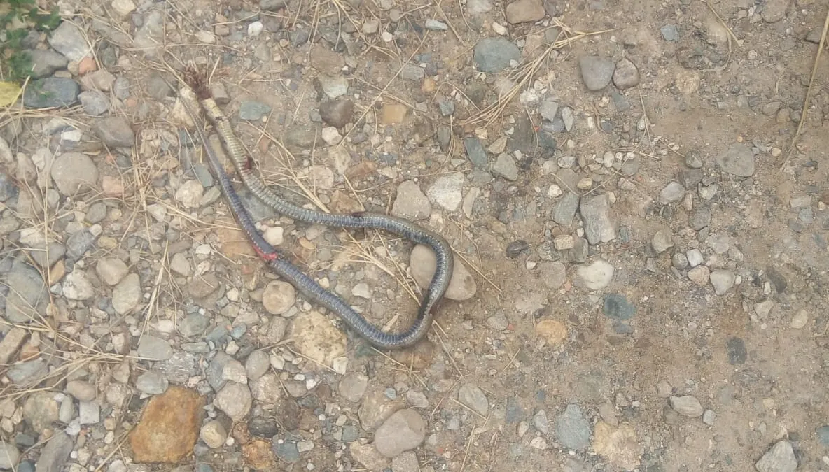 Un copil de 6 ani a fost muşcat de şarpe, la Slimnic