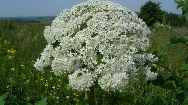 O plantă de la marginea drumului provoacă arsuri severe. Cum o recunoști