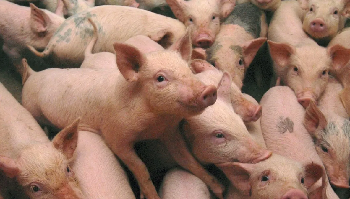 Şeful ANSVSA anunţă două noi focare de pestă porcină în Ilfov
