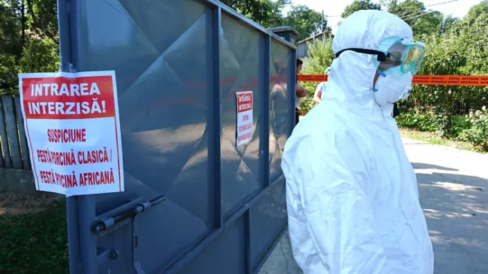 Suspiciuni de pestă porcină lângă Bucureşti