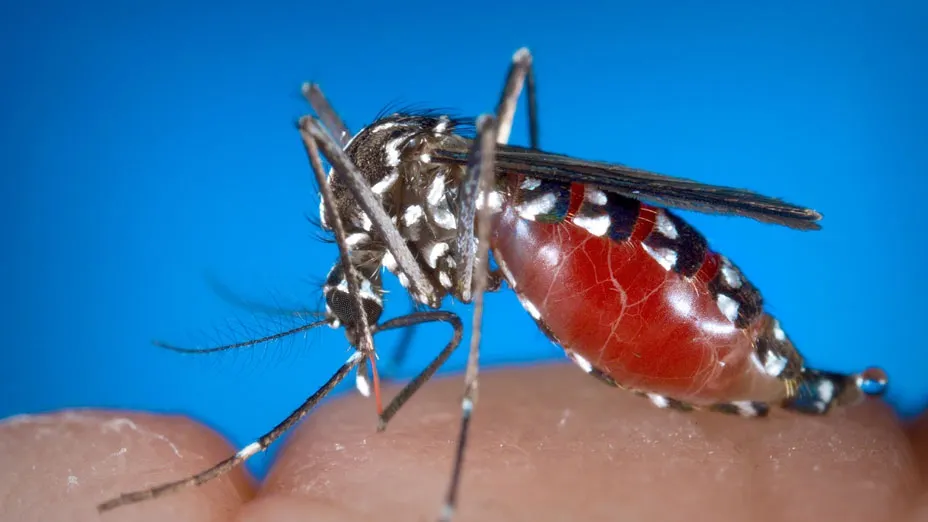 Cum arată țânțarul tigru purtător de virus West Nile. Infecţia poate ucide